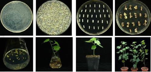 棉籽蛋白深加工與營養(yǎng)特性探究 聚焦棉籽蛋白胨在生物科技研發(fā)中的應用與氨基酸短板